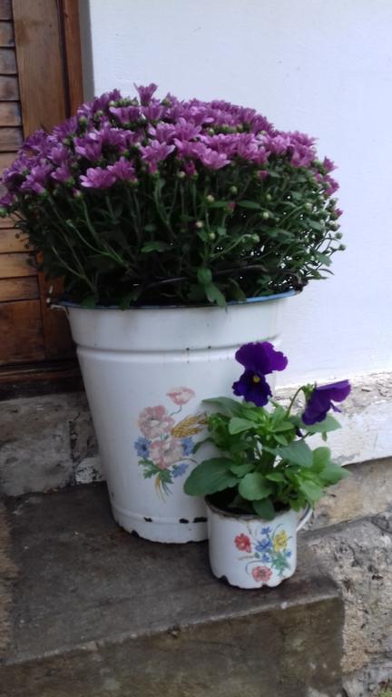 Apartmán Tulipanos Vendeghaz *